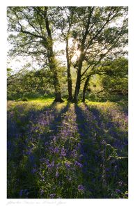 Garth images, Powys, Bluebell Common, Builth Wells images